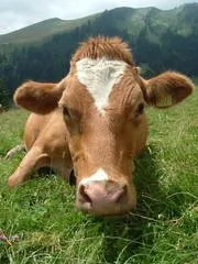 Condition Plus - Livestock