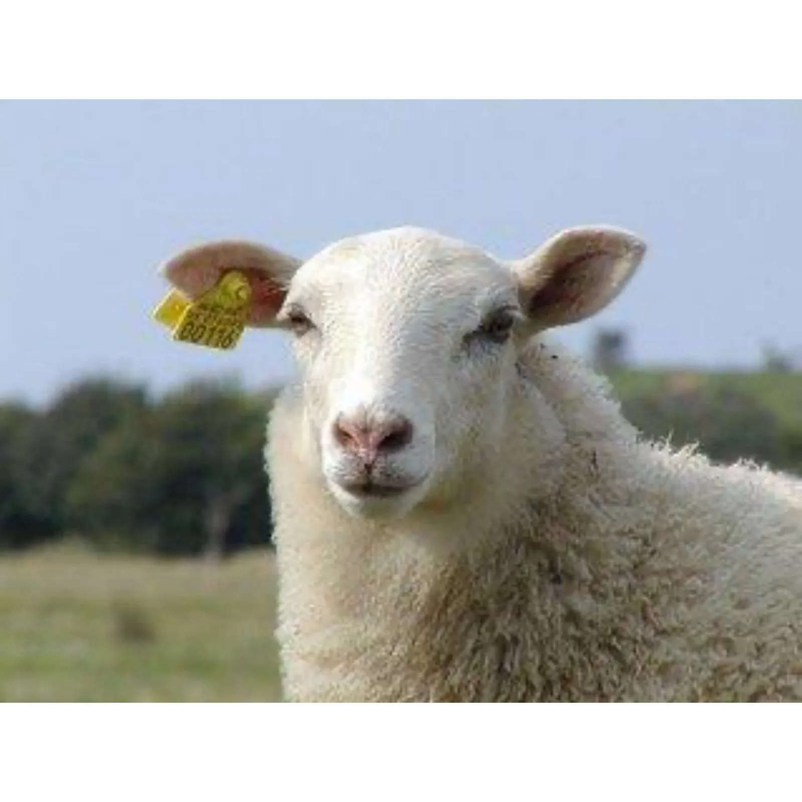 First Aid Plus - Livestock
