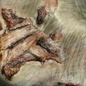 FX Transers Small / Gash