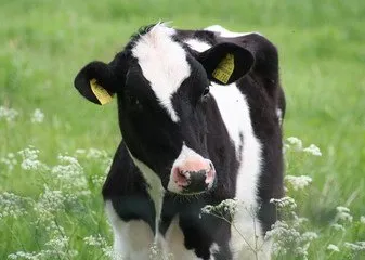 Grass Allergy - Livestock