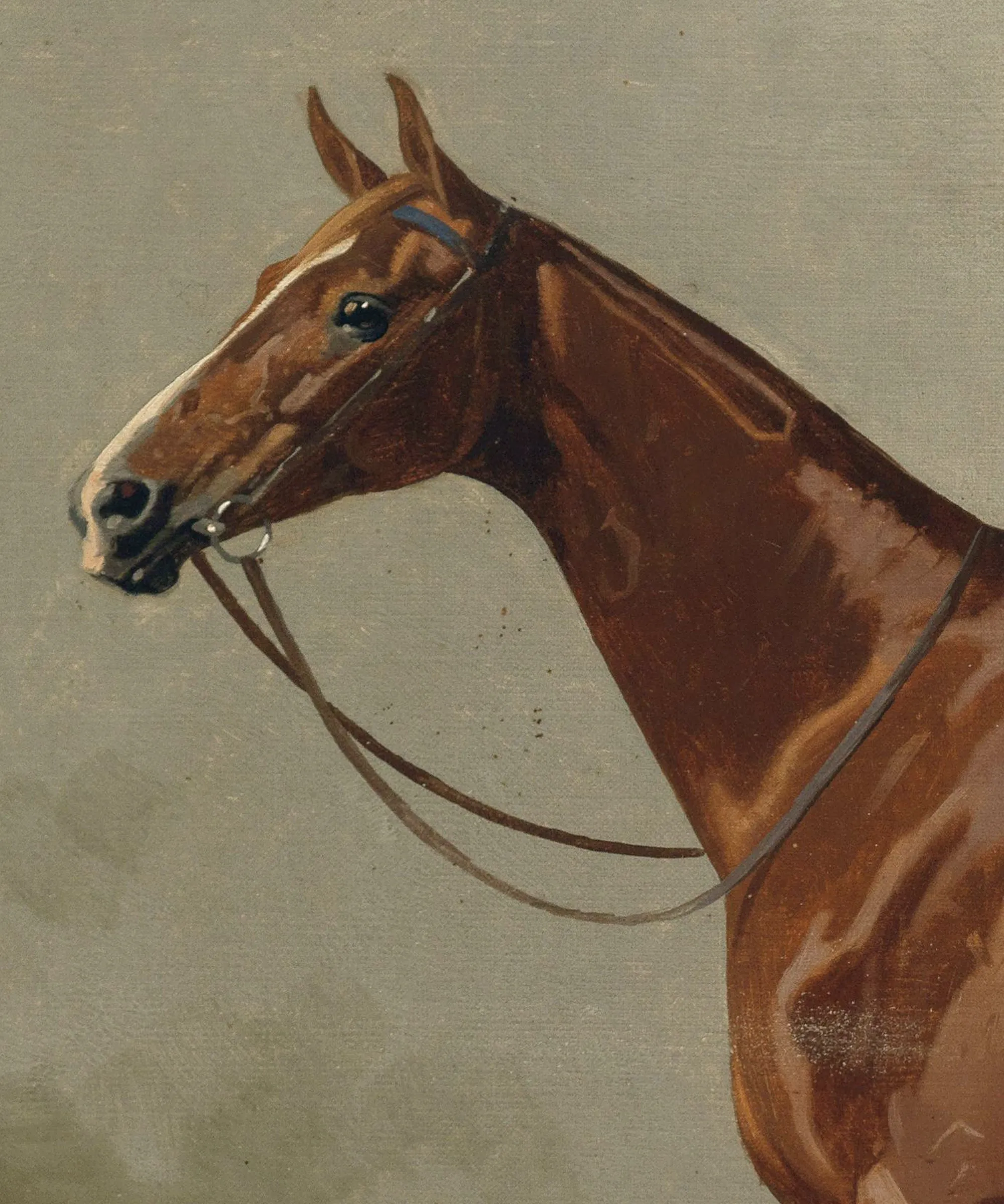 Horse Portrait No. 1