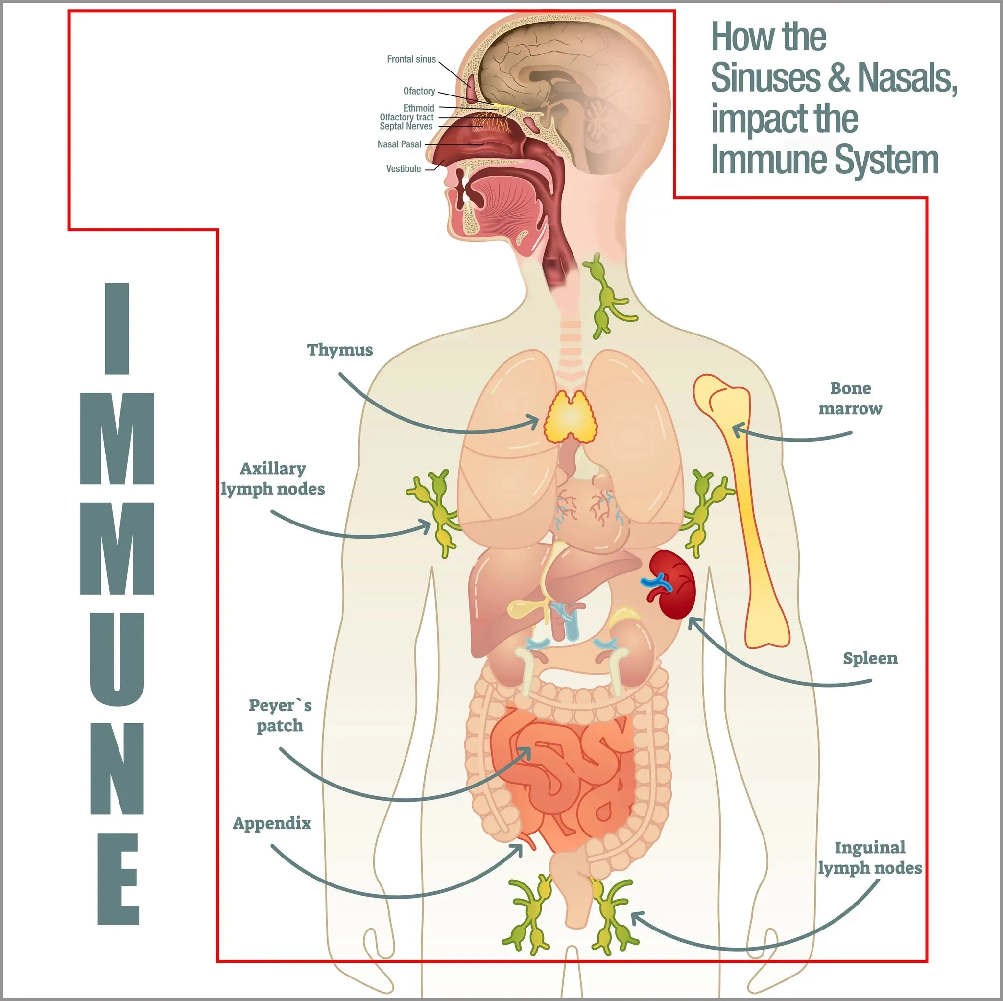 Manuka Honey Immune Guard Nasal Spray