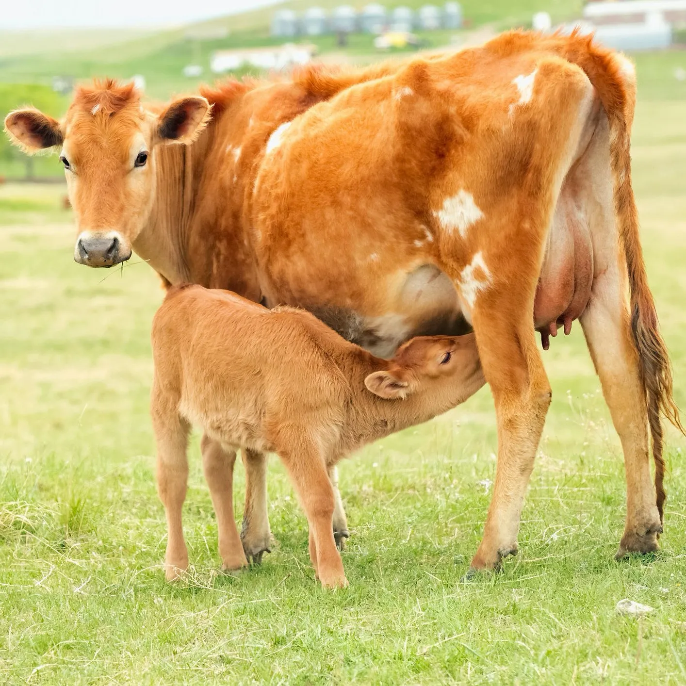 Mothering Plus - Livestock