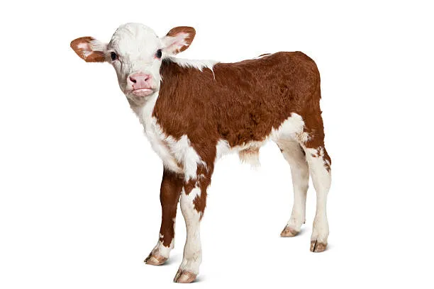 Scours Plus - Livestock (Acute Cases)