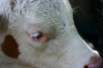 Scours Protect - Livestock