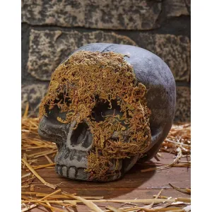 Skeleton Skull Moss Covered No Jaw