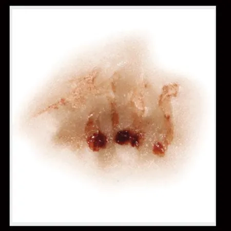 Zombie Nose Horror 3D FX Transfers Halloween Costume Makeup