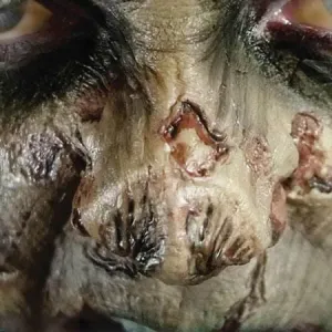 Zombie Nose Horror 3D FX Transfers Halloween Costume Makeup